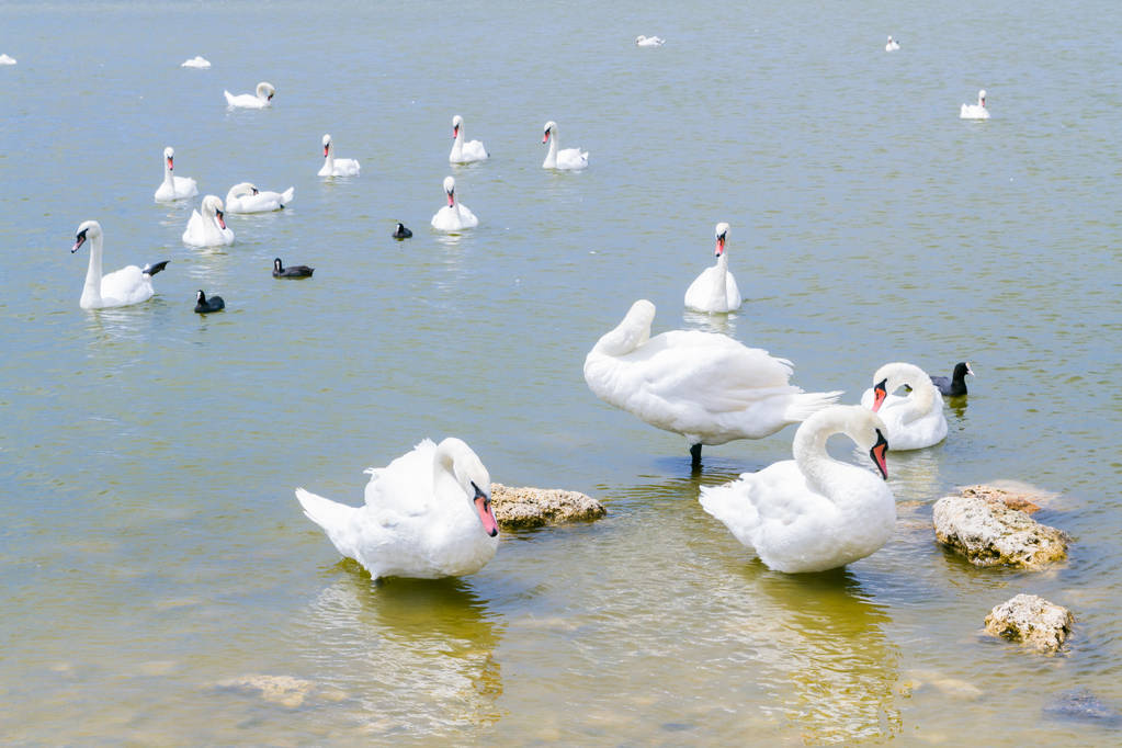 Lago dos cisnes com cisnes brancos e pretos e outras aves
 - Foto, Imagem
