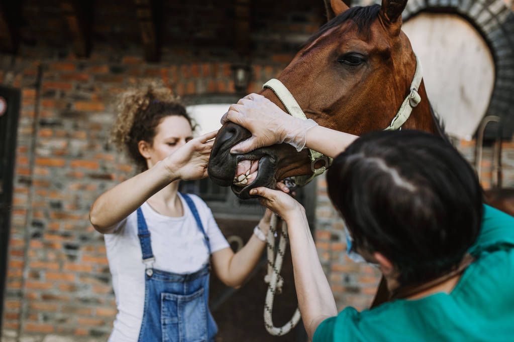 Vrouw veterinaire controle van de gezondheid van het paard in stal - Foto, afbeelding