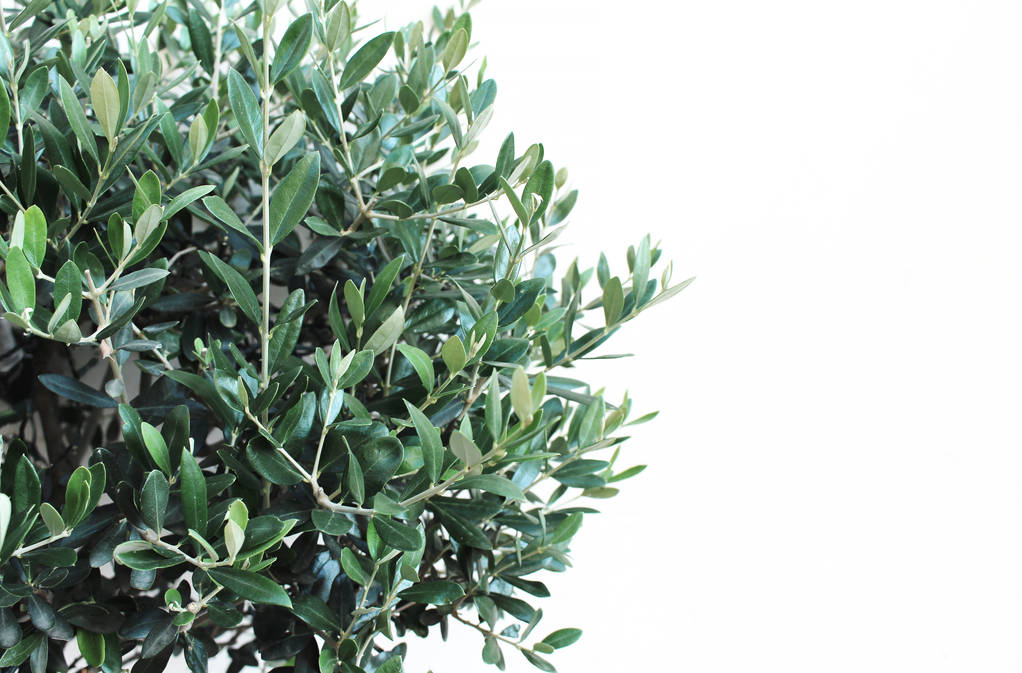 Ботанічний стиль стокове зображення, веб-банер Крупним планом зелене оливкове дерево листя і гілки, Олея європея над білою стіною. Порожнє місце для копіювання тексту
. - Фото, зображення