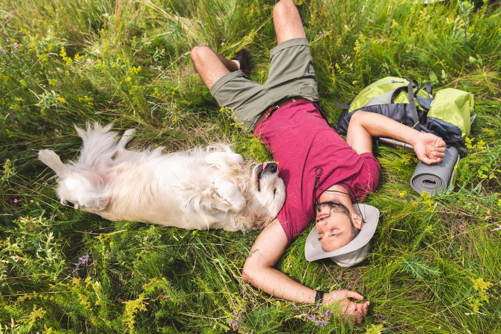 旅行者とバックパックと緑の草の上に横たわるゴールデンレトリーバー犬の平面図 - 写真・画像