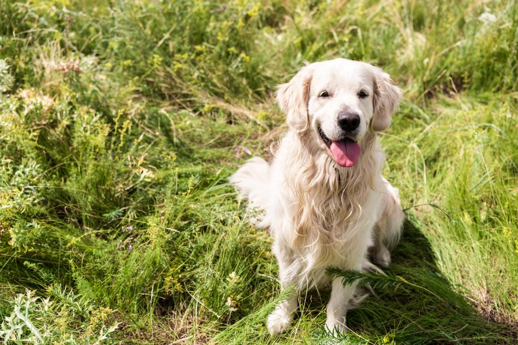 ładny złoty pies myśliwski pies siedzi na zielonej trawie  - Zdjęcie, obraz