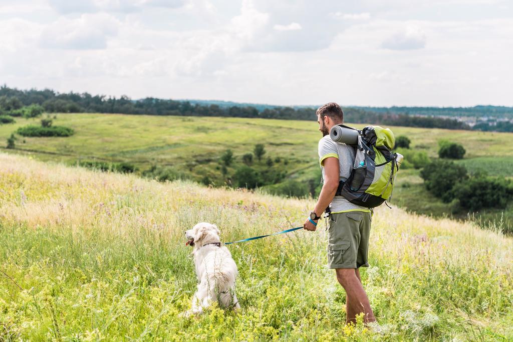вид сзади туриста с рюкзаком прогулки с собакой на летнем лугу
 - Фото, изображение