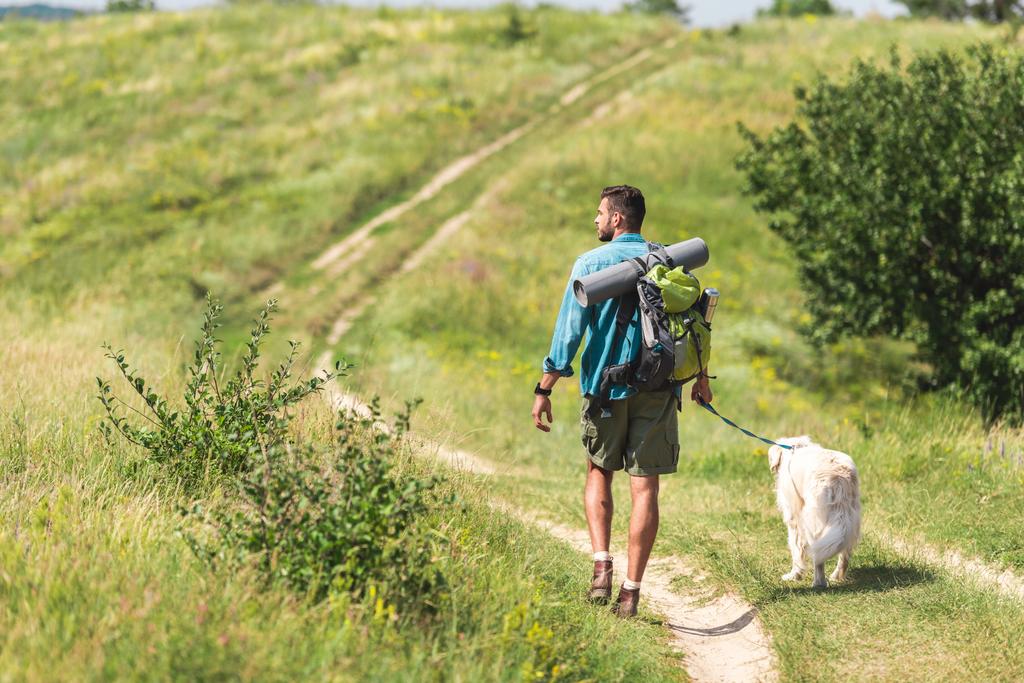 vista trasera del viajero caminando con el perro en el camino en el prado de verano
 - Foto, imagen