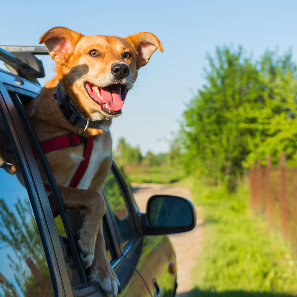 glücklich Ingwer rote Mischlingshund lächelnd mit Zunge aus dem Auto hängen - Foto, Bild