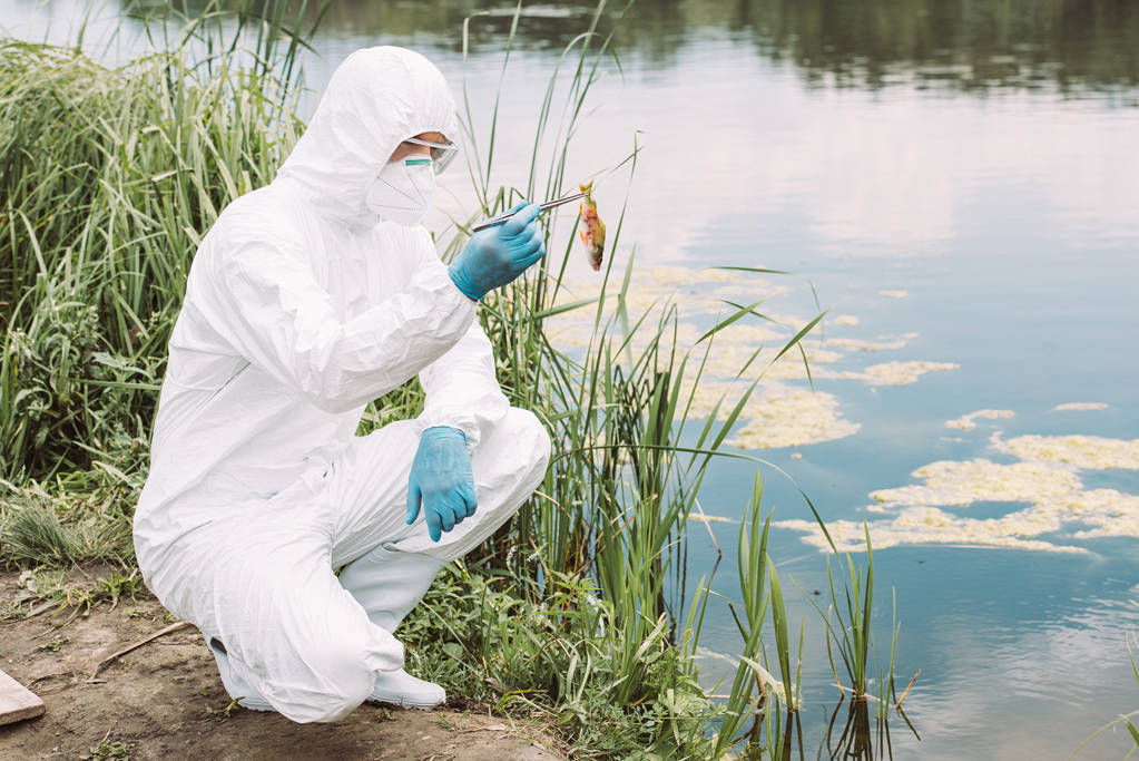 male scientist in protective suit and mask holding fish by tweezers near river - Photo, Image