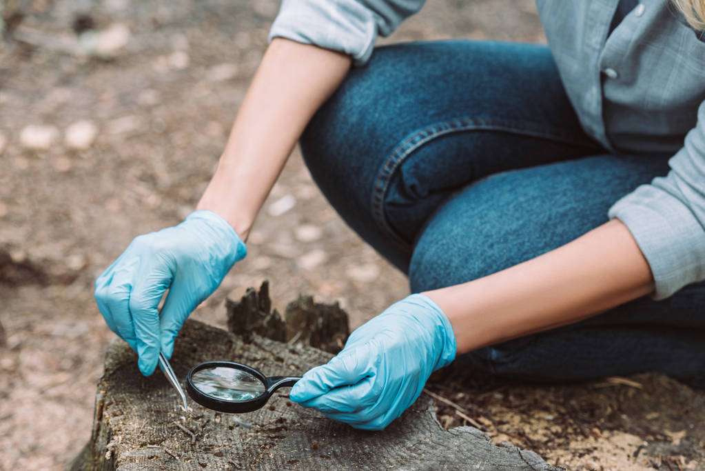 cropped image of female scientist in latex gloves taking sample of bark of tree by tweezers and magnifier in forest  - Photo, Image