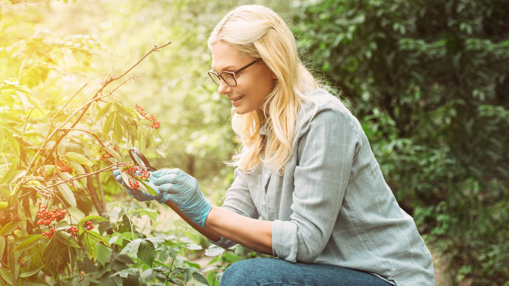  smiling female scientist in latex gloves looking at rowans by magnifying glass in forest  - Photo, Image