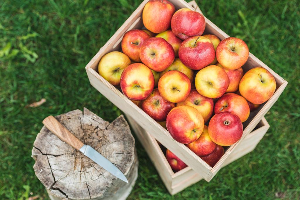 вид сверху на свежие собранные яблоки в деревянных коробках с ножом на пне
 - Фото, изображение