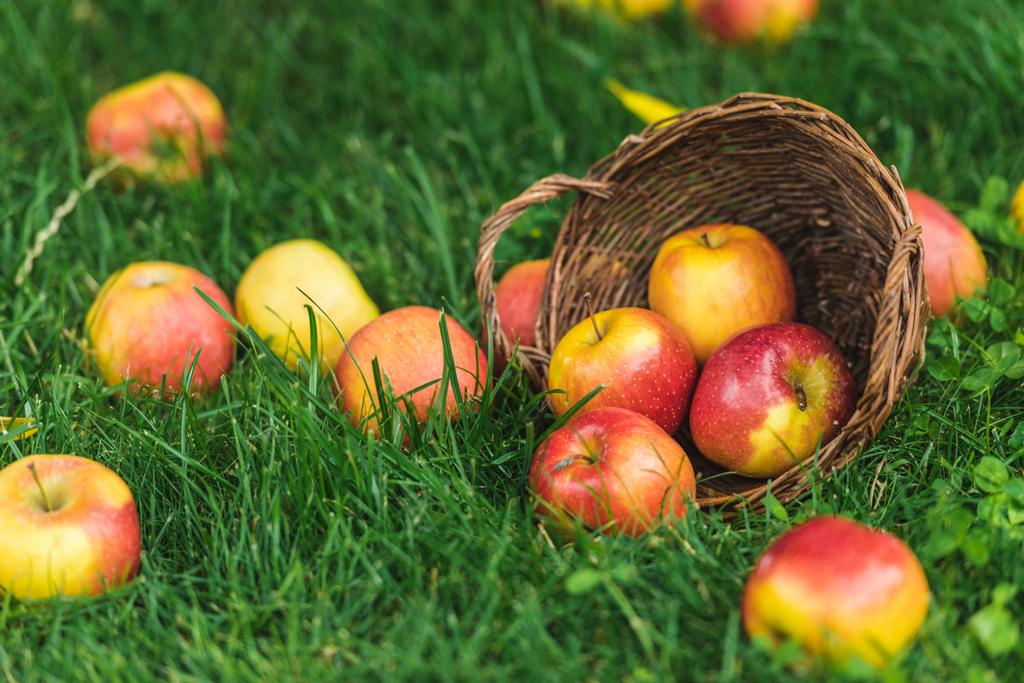 ώριμα νωπά μαζεύατε μήλα σε ψάθινο καλάθι για την πράσινη χλόη - Φωτογραφία, εικόνα