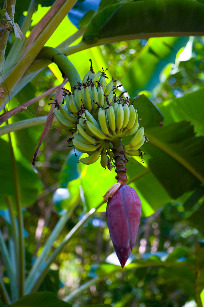 Μια μεγάλη όμορφη οφθαλμός μπανάνας και των φρούτων. Ομορφιά στη φύση. - Φωτογραφία, εικόνα