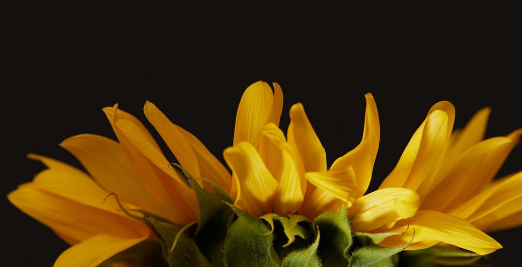 黒に分離された黄色のヒマワリ花弁の側面図 ロイヤリティフリー写真 画像素材