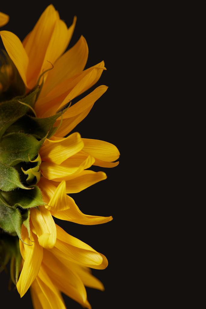 黒で隔離の花びらと黄色のヒマワリのリアビュー ロイヤリティフリー写真 画像素材