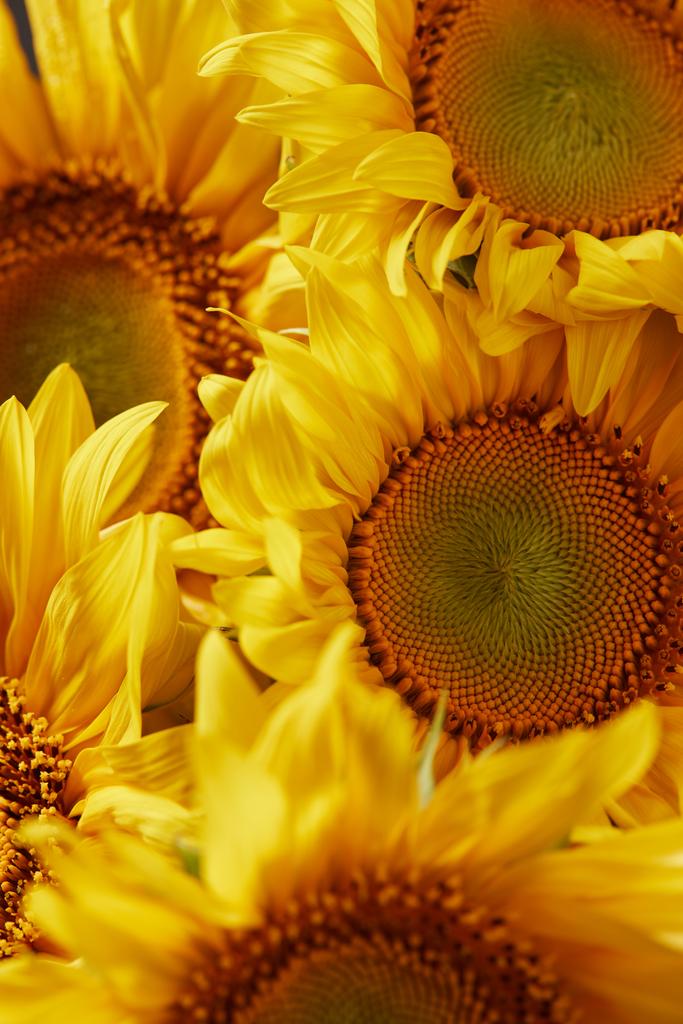 tekstura lato z żółte słoneczniki pachnące - Zdjęcie, obraz