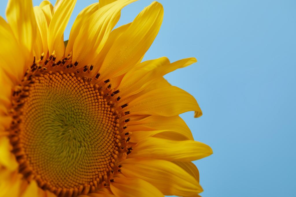 Close-up van de mooie gele zonnebloem, geïsoleerd op blauw - Foto, afbeelding