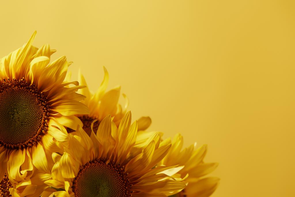 ανθοδέσμη με όμορφα ανθισμένα ηλιοτρόπια, απομονώνονται σε κίτρινο χρώμα με αντίγραφο χώρου - Φωτογραφία, εικόνα
