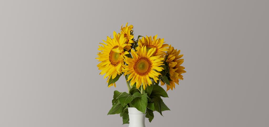 花瓶、グレーに分離された黄色のひまわりの花束 - 写真・画像