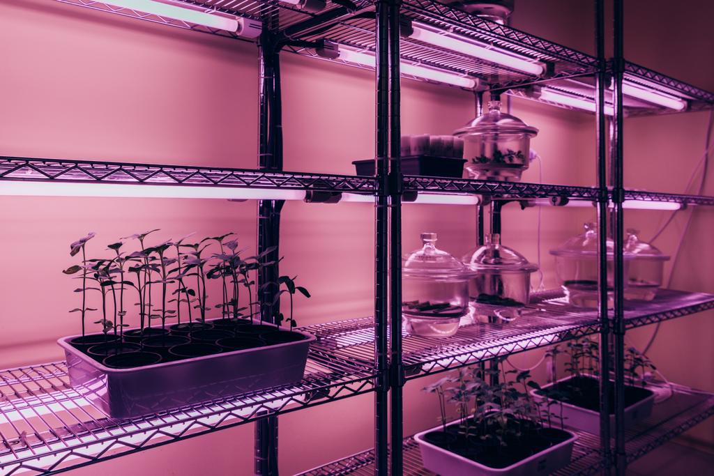 messa a fuoco selettiva delle piante in vaso sugli scaffali nel laboratorio biotecnologico con luce ultravioletta
  - Foto, immagini