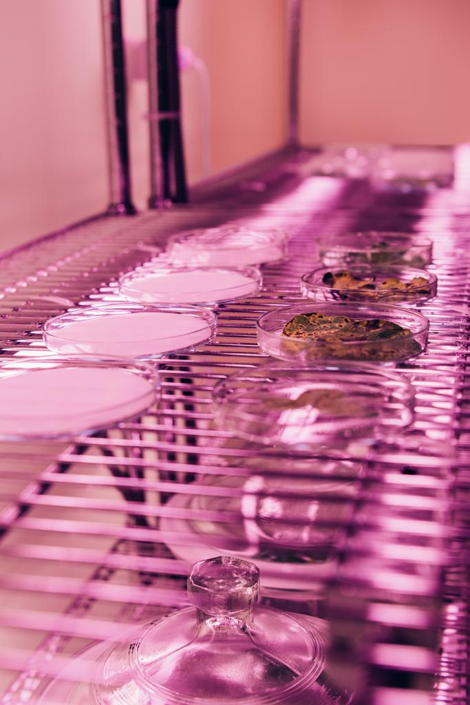 selektiver Fokus verschiedener Blätter in Petrischalen im Agrar-Labor mit ultraviolettem Licht  - Foto, Bild