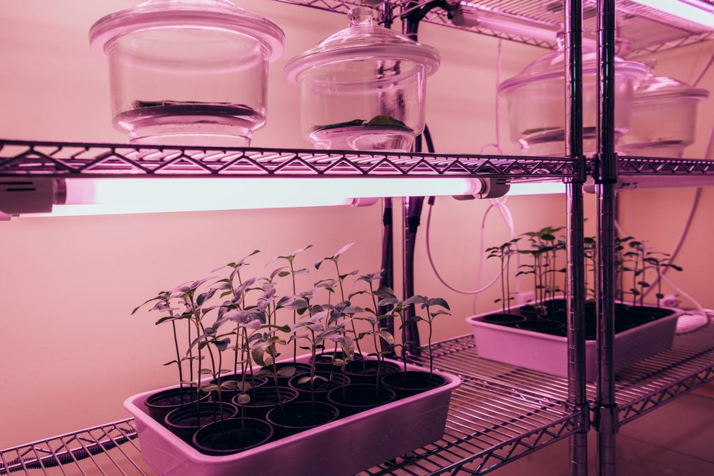 επιλεκτική εστίαση από γυάλινα δοχεία με τα φυτά σε γλάστρες στα ράφια στο εργαστήριο γεωργικών προϊόντων με ultra ιώδες φως  - Φωτογραφία, εικόνα