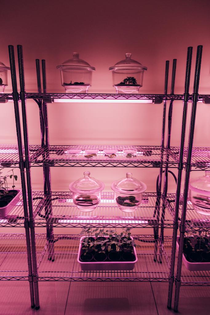 селективный фокус стеклянных контейнеров с растениями на полках в агролаборатории с ультрафиолетовым светом
  - Фото, изображение