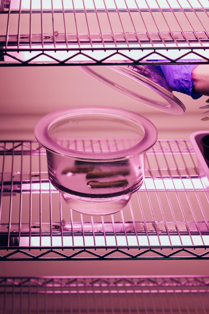 bijgesneden afbeelding van bioloog sluiten glas container in agro laboratorium met ultra violet licht - Foto, afbeelding