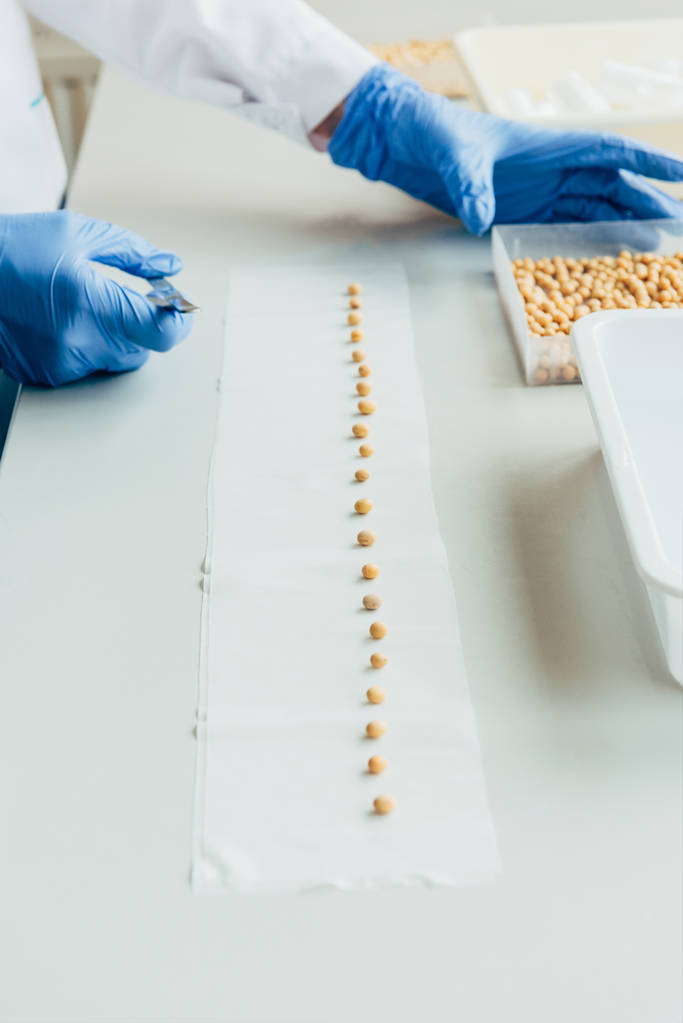 částečný pohled biolog uvedení semen v řádku pomocí pinzety u stolu v agrolaboratory  - Fotografie, Obrázek