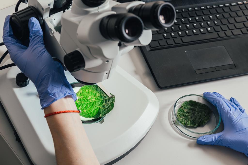 обрезанное изображение биолога, изучающего зеленый лист под микроскопом за столом с ноутбуком в агролаборатории
   - Фото, изображение