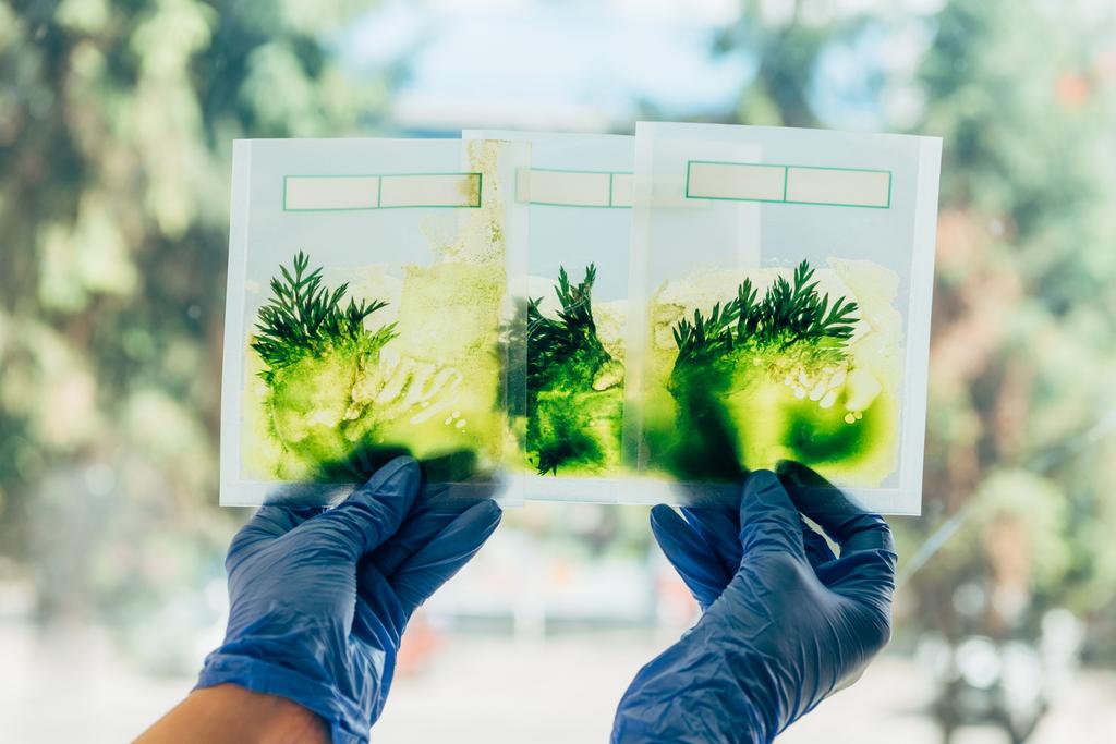  Teilansicht eines Wissenschaftlers in Latexhandschuhen, der Gras in Verpackungen im Agrarlabor untersucht - Foto, Bild