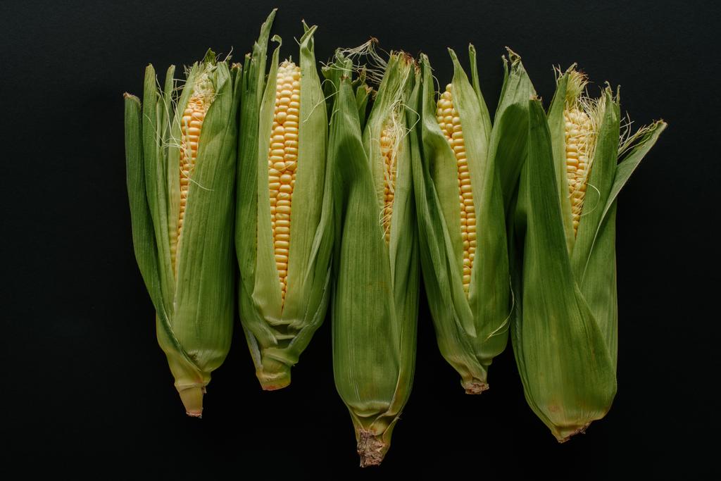plochý ležela s uspořádány syrové čerstvé kukuřičné klasy izolované na černém pozadí - Fotografie, Obrázek