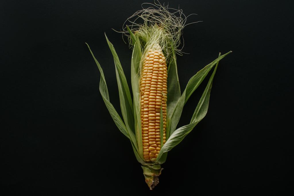 вид зверху свіжий стиглий кукурудзяний коб ізольований на чорному
 - Фото, зображення