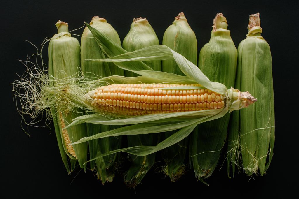 plochý ležela s uspořádány syrové čerstvé kukuřičné klasy izolované na černém pozadí - Fotografie, Obrázek
