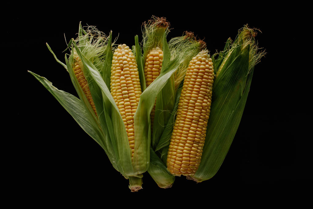 top view of arrangement of fresh corn cobs isolated on black - Photo, Image