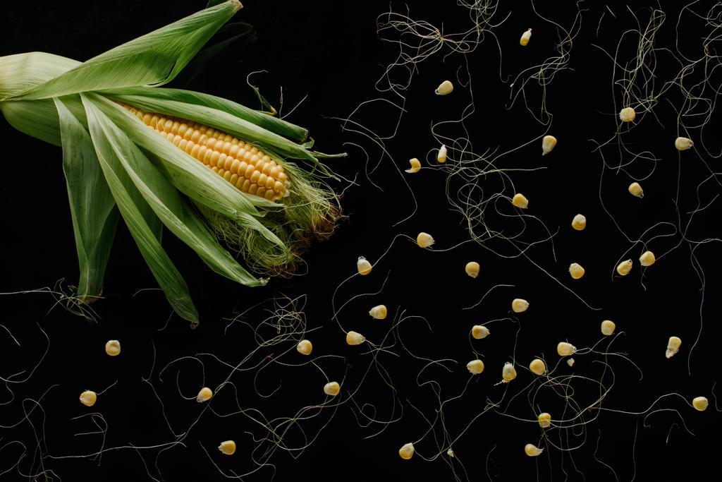 vista superior mazorca de maíz fresca madura y granos aislados en negro
 - Foto, imagen