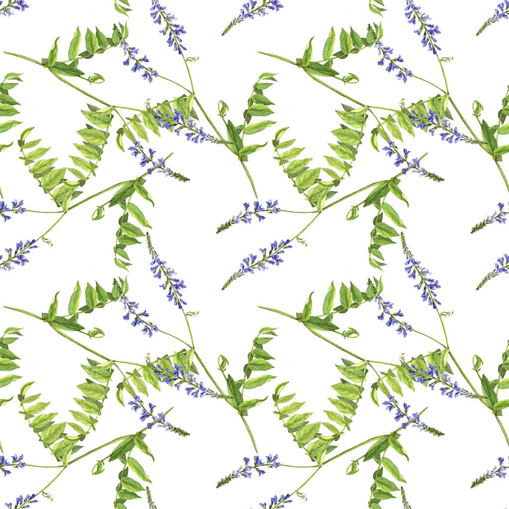 nahtloses Muster mit Aquarell-Zeichnung Blumen von Ziegen rue, gemalte botanische Illustration, handgezeichnete florale Illustration - Foto, Bild