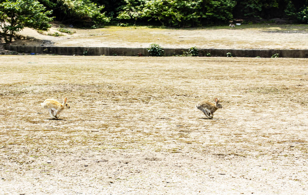 Deux lapins bruns courent à toute vitesse au sol
 - Photo, image