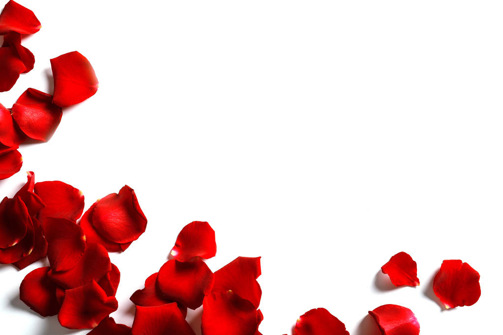 Punaiset ruusun terälehdet valkoisella taustalla, ylhäältä
 - Valokuva, kuva