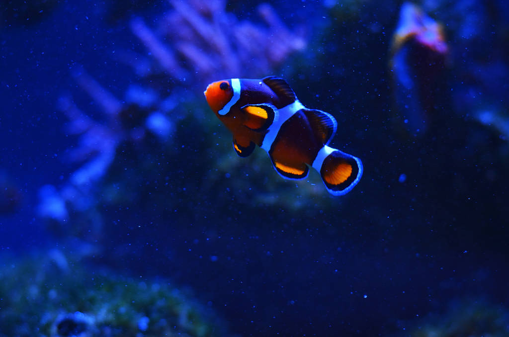 Spławiki piękne clown ryb wśród omszałych kamieni w ciemne wody - Zdjęcie, obraz