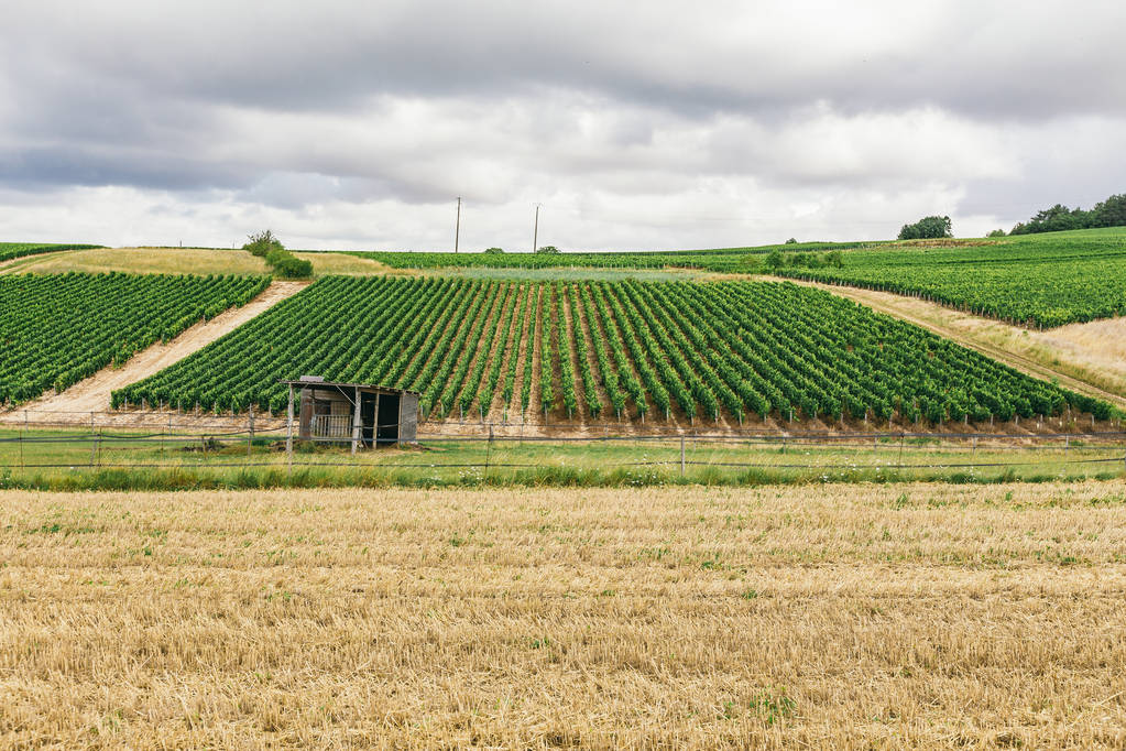 Campo de uva verde en Francia, la naturaleza del norte de Borgoña, Chablis
 - Foto, Imagen