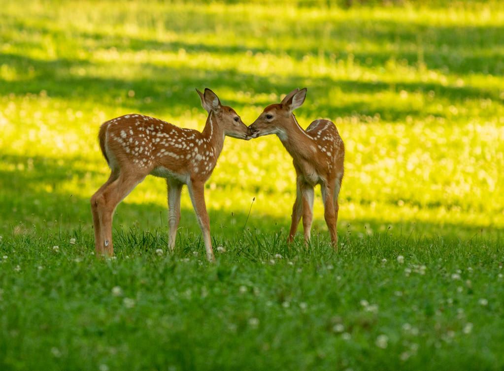 Two white-tailed deer fawns nose to nose in an open meadow on a summer morning - Photo, Image