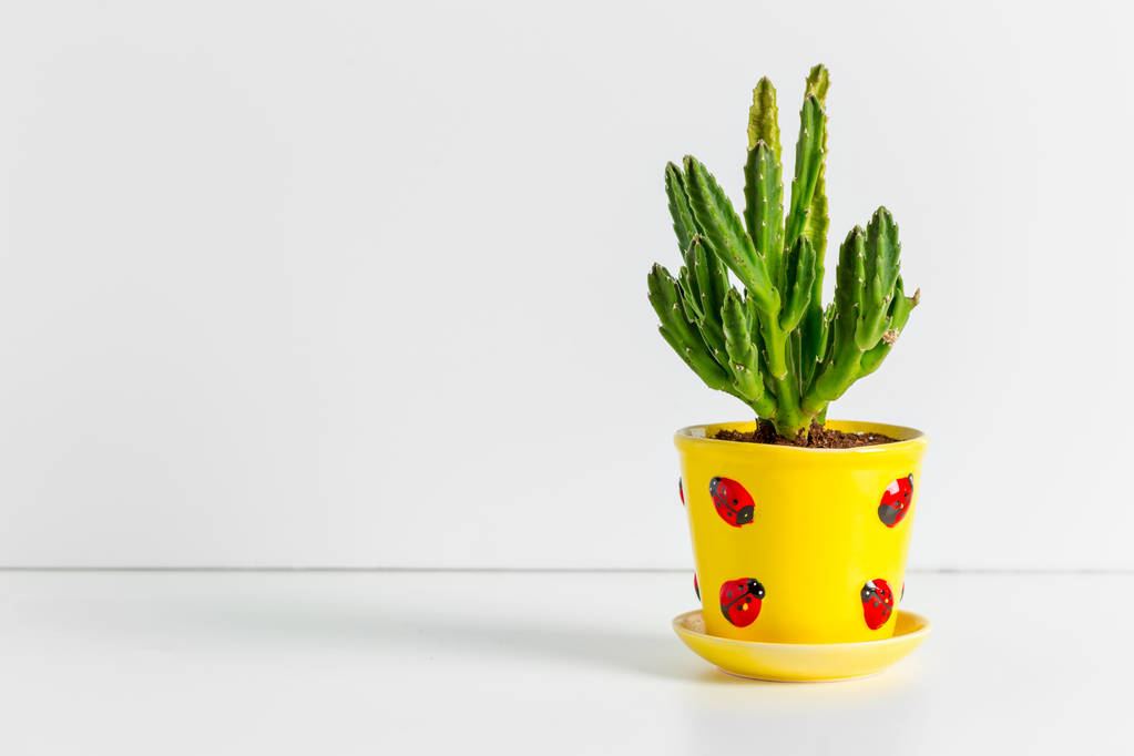 Uma única planta suculenta em vaso
  - Foto, Imagem