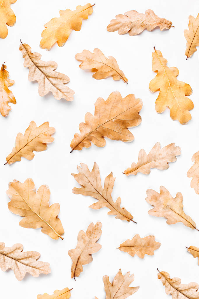 Herbstblätter auf weißem Hintergrund. flache Lage, Draufsicht, Kopierraum - Foto, Bild
