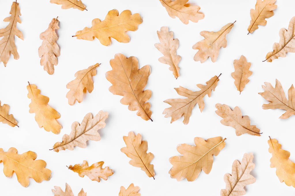 Podzimní listí na bílém pozadí. Plochá ležel, horní pohled, kopie prostor - Fotografie, Obrázek