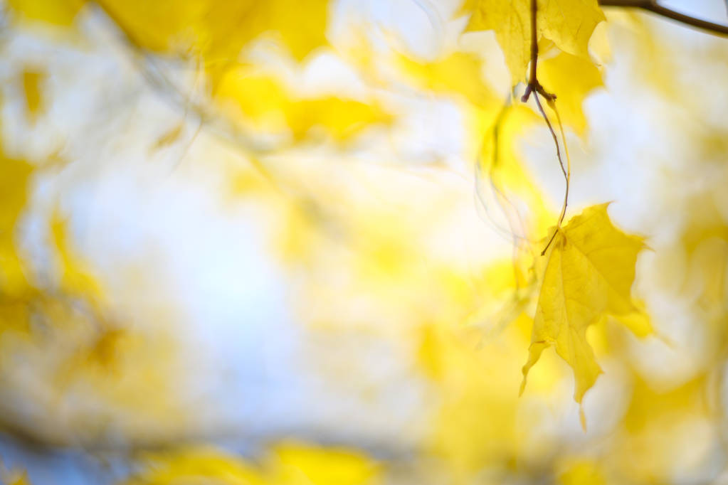 Жовтий осінній фон з кленовим деревом з барвистим яскравим листям
 - Фото, зображення