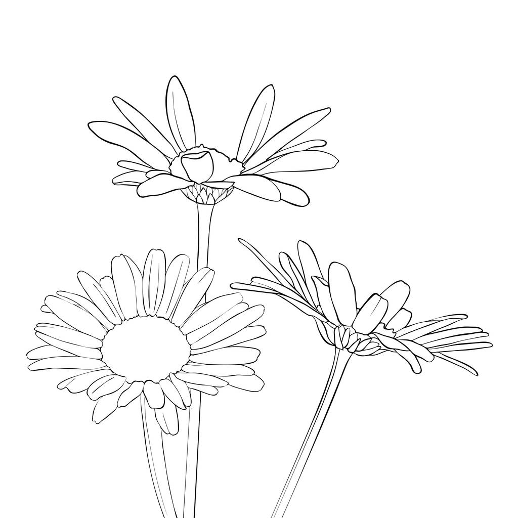 vector drawing daisy flowers - Vector, Image