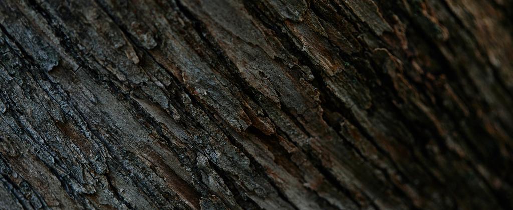 full frame image of tree bark background - Photo, Image
