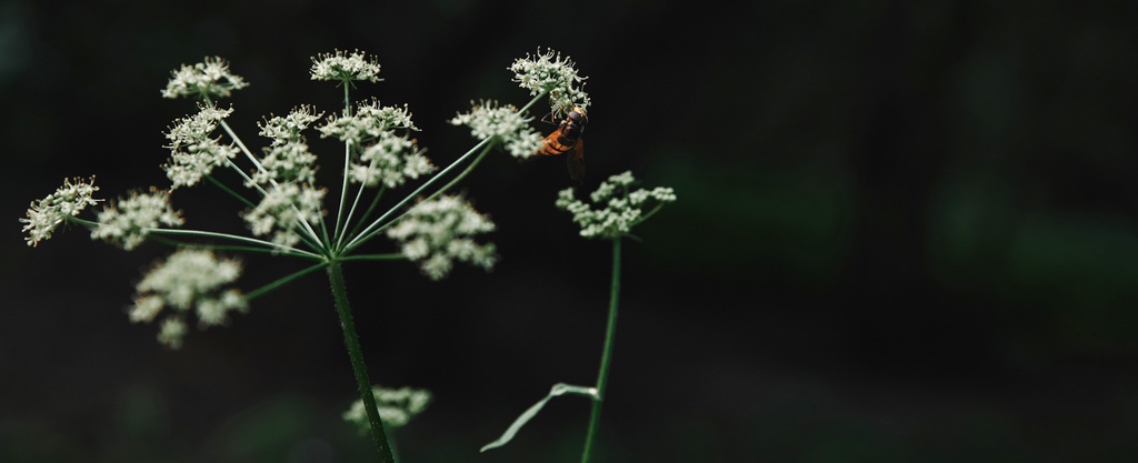 arı arka plan bulanık inek maydanoz çiçeklerle tarih seçici odak - Fotoğraf, Görsel
