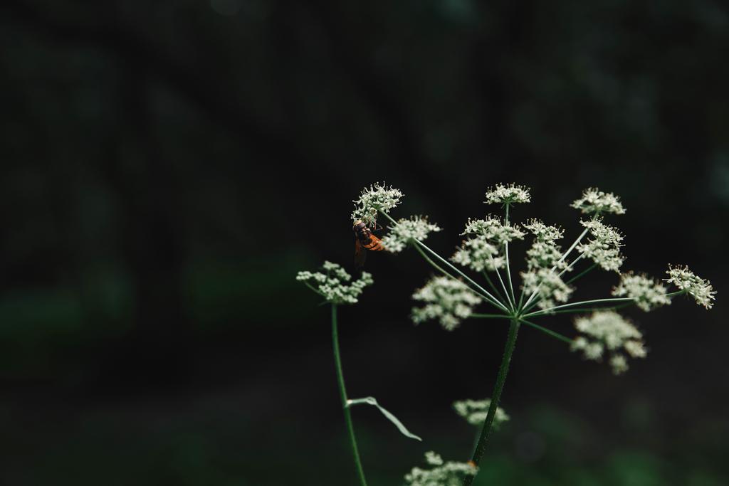 селективное фокусирование пчелы на цветах петрушки с размытым фоном
 - Фото, изображение
