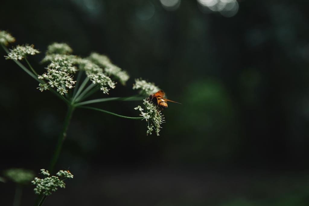 foco seletivo da abelha em flores de salsa de vaca com fundo borrado
 - Foto, Imagem