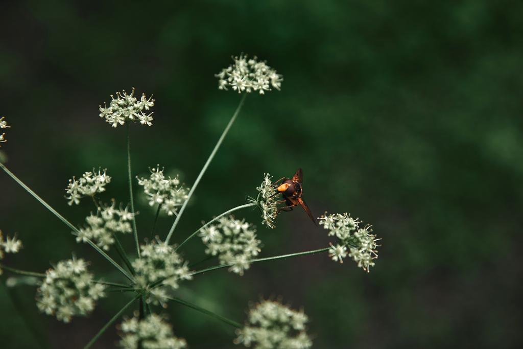 enfoque selectivo de la abeja en las flores con fondo borroso
 - Foto, Imagen
