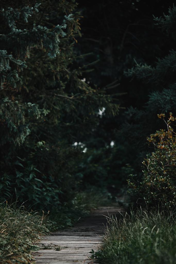 вибірковий фокус дерев'яного шляху між зеленими деревами в лісі
 - Фото, зображення